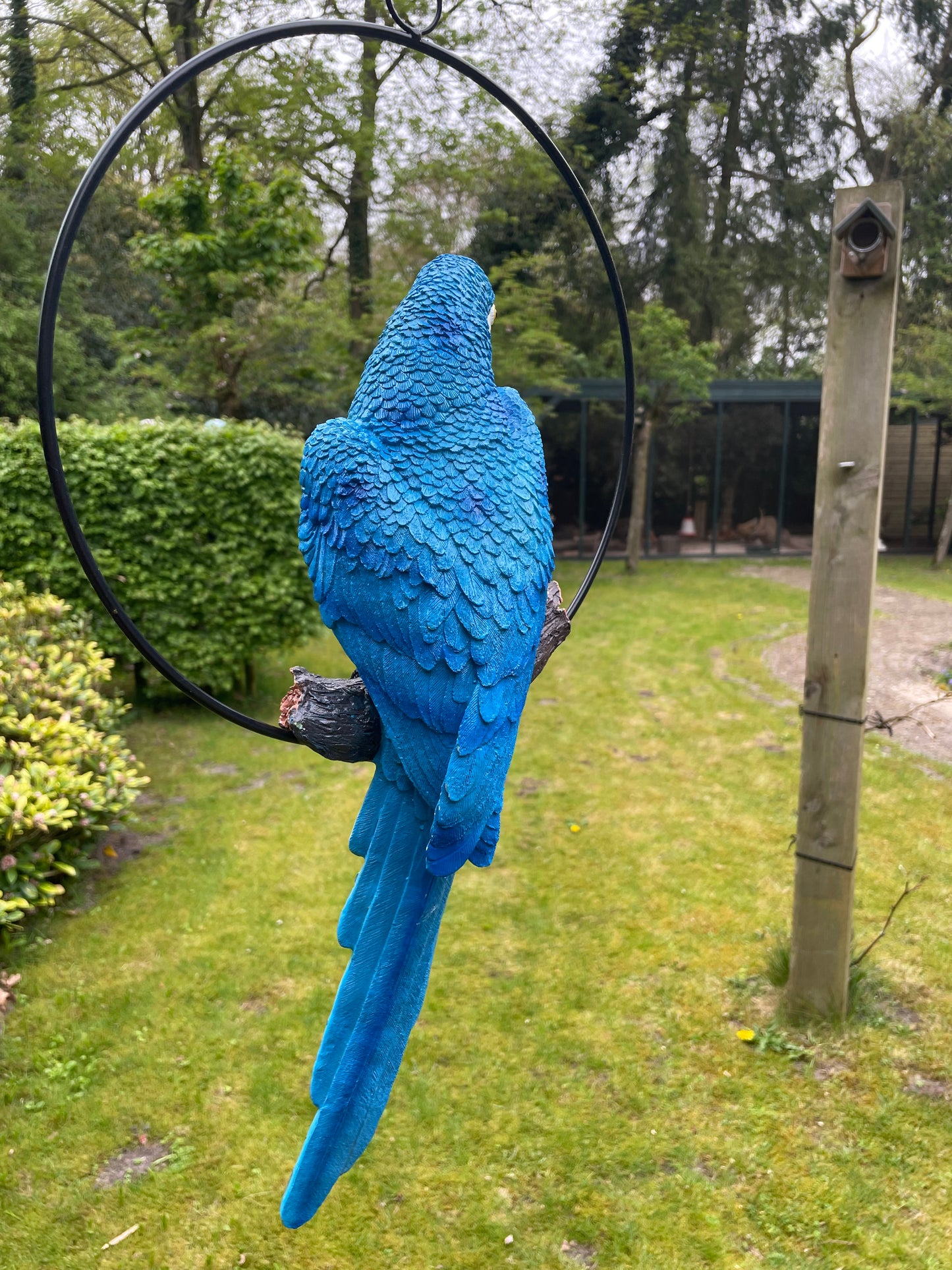 Beeld papegaai Blauw tuin, zwembad, vijver, balkon 50cm