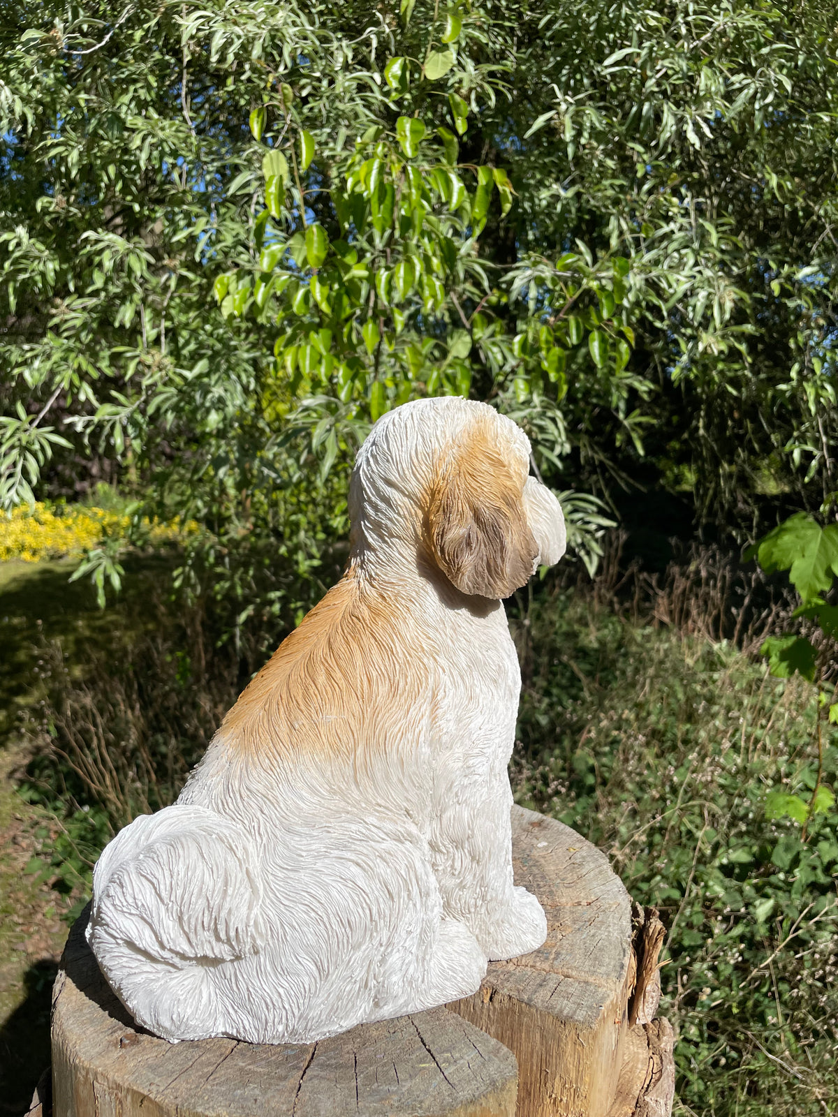 hond Shih Tzu zittend, schoothond, tuin, gazon  30cm