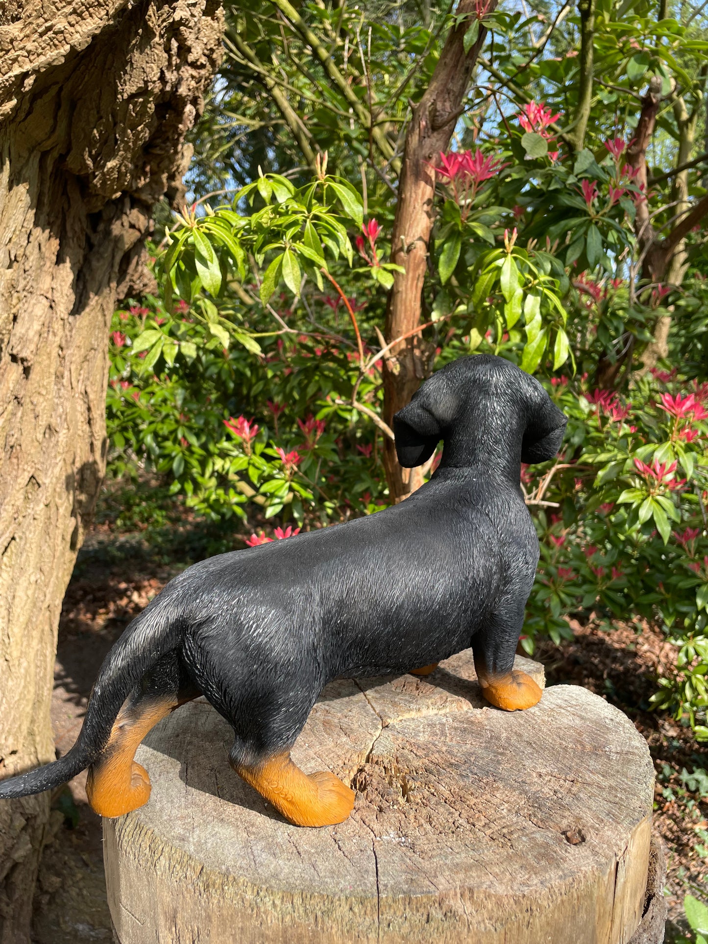 Beeld teckel, tekkel, staand donker hond, tuin, gazon 40 cm