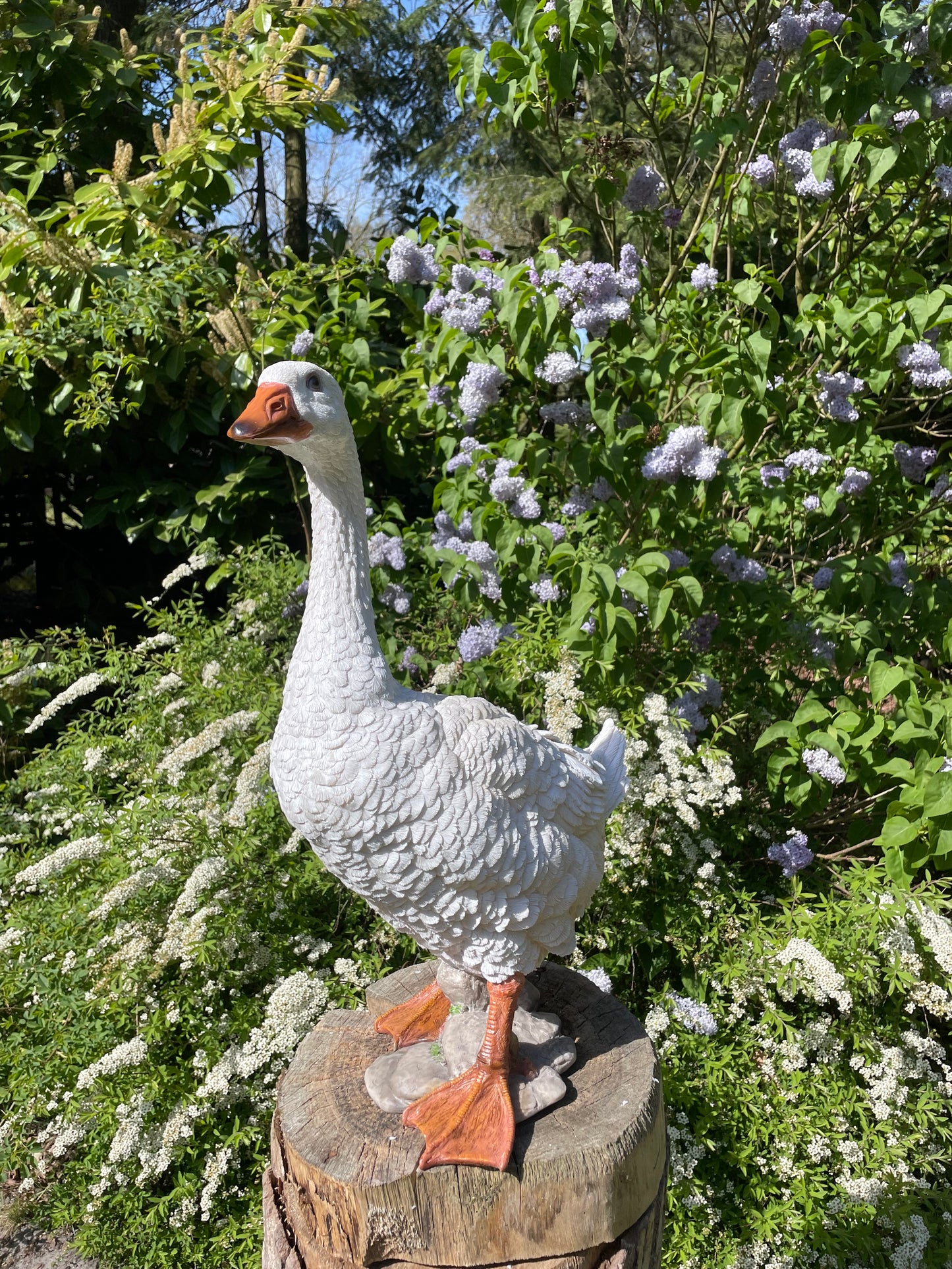 Beeld Gans wit, tuin, zwembad, vijver, boerderij 60cm