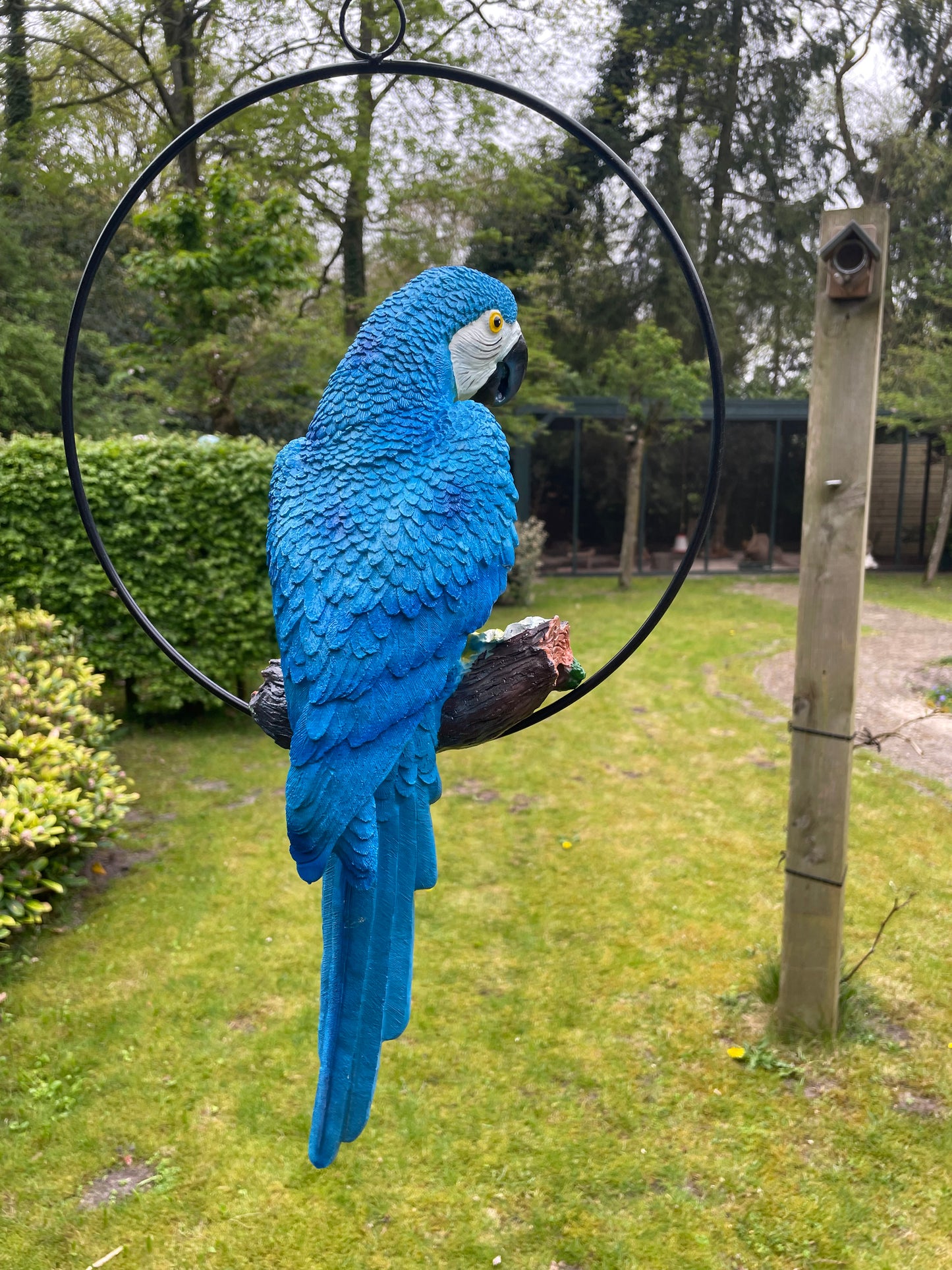 Beeld papegaai Blauw tuin, zwembad, vijver, balkon 50cm