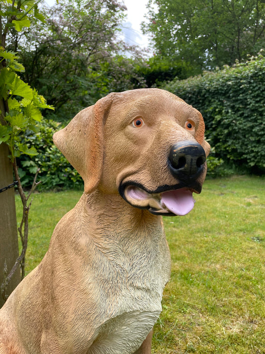 Beeld hond labrador,  Golden Retriever licht goud 80cm