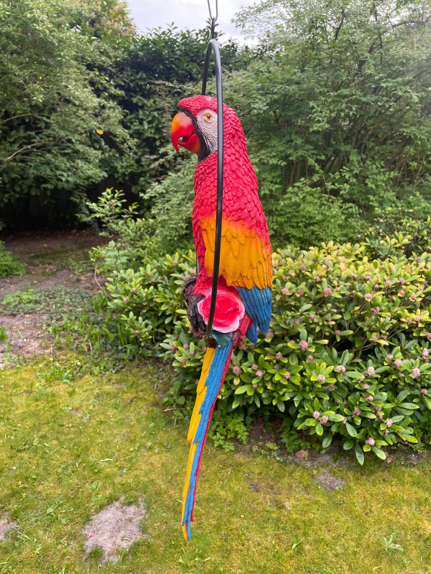 Beeld papegaai Rood tuin, zwembad, vijver, balkon 70cm