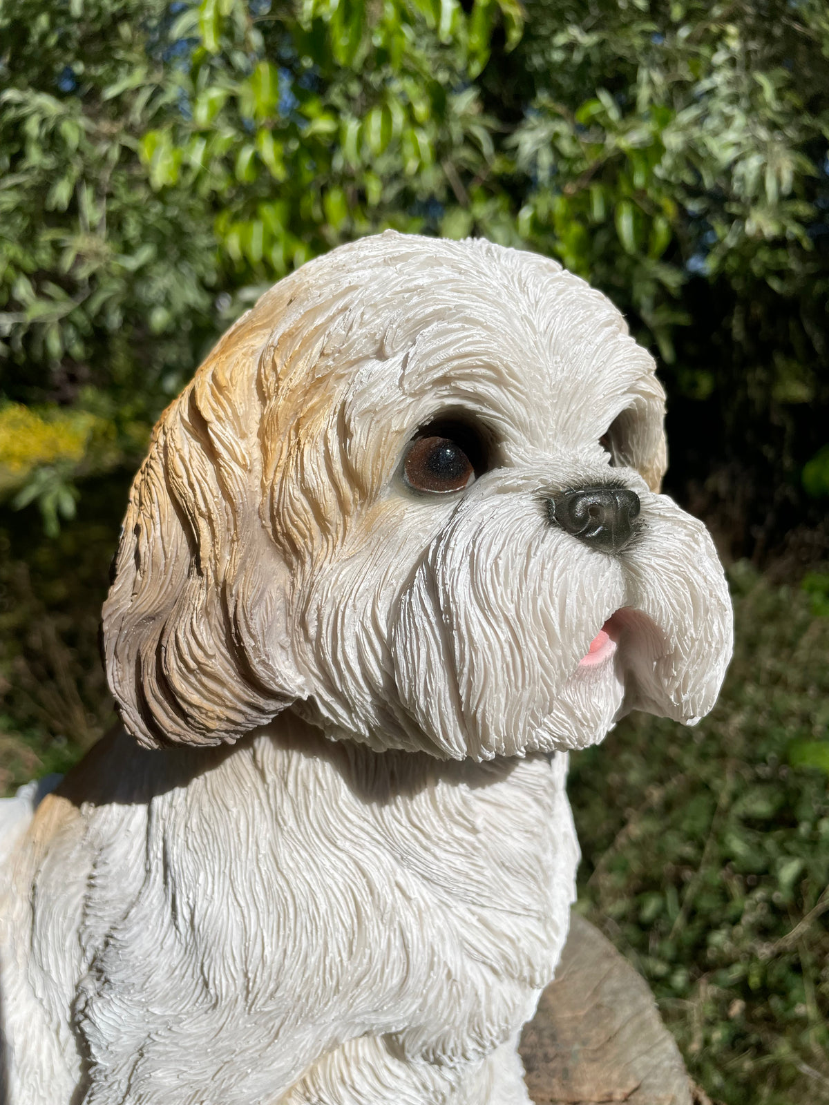 hond Shih Tzu zittend, schoothond, tuin, gazon  30cm