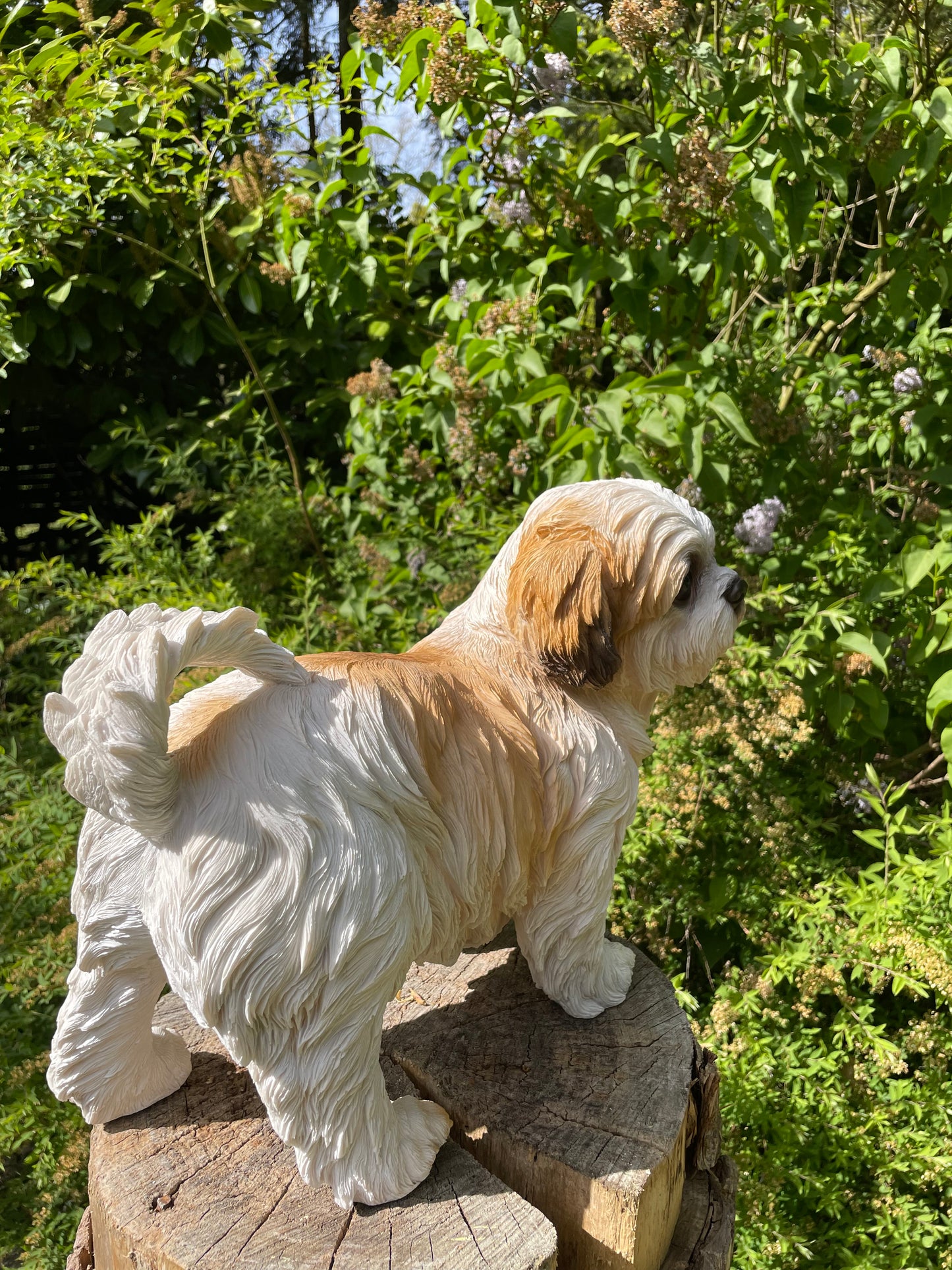 hond Shih Tzu, schoothond, tuin, gazon  40cm