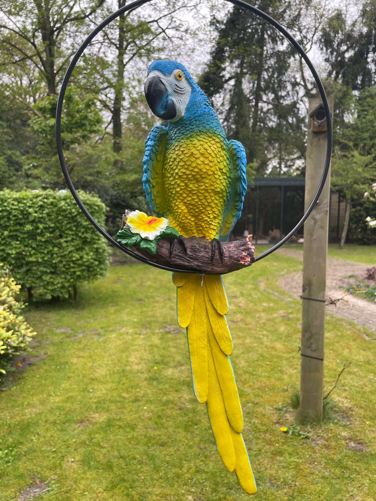 Beeld papegaai Blauw tuin, zwembad, vijver, balkon 50cm