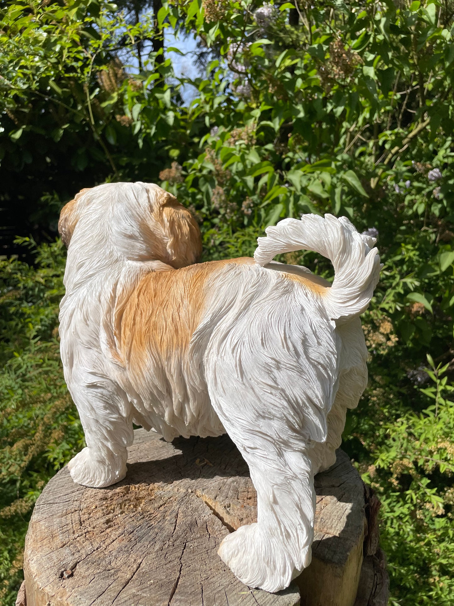 hond Shih Tzu, schoothond, tuin, gazon  40cm