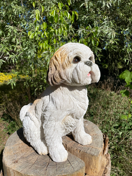 hond Shih Tzu zittend, schoothond, tuin, gazon  30cm
