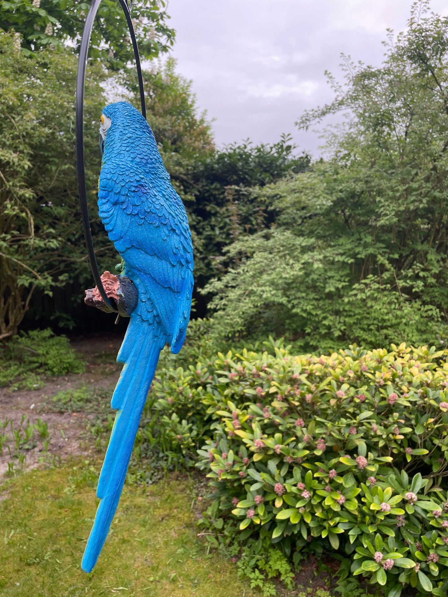 Beeld papegaai Blauw tuin, zwembad, vijver, balkon 50cm