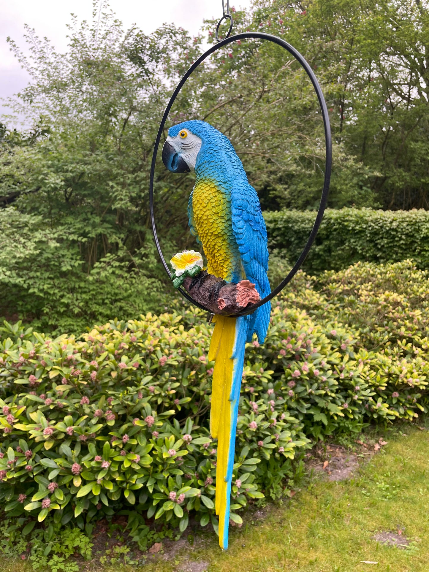Beeld papegaai Blauw tuin, zwembad, vijver, balkon 50cm