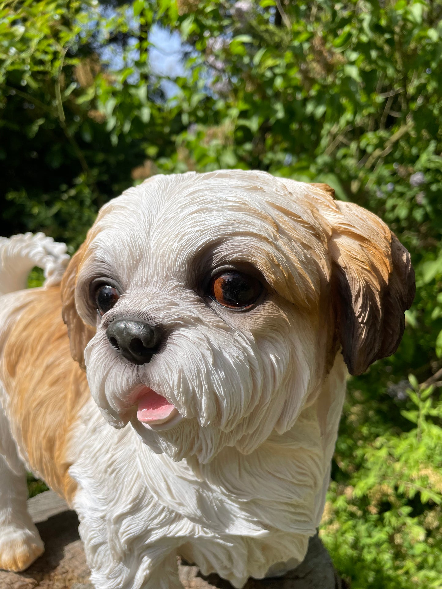 hond Shih Tzu, schoothond, tuin, gazon  40cm