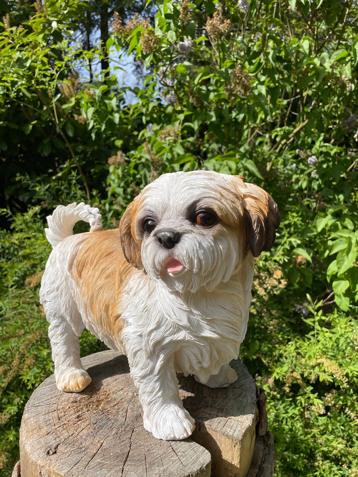 hond Shih Tzu, schoothond, tuin, gazon  40cm