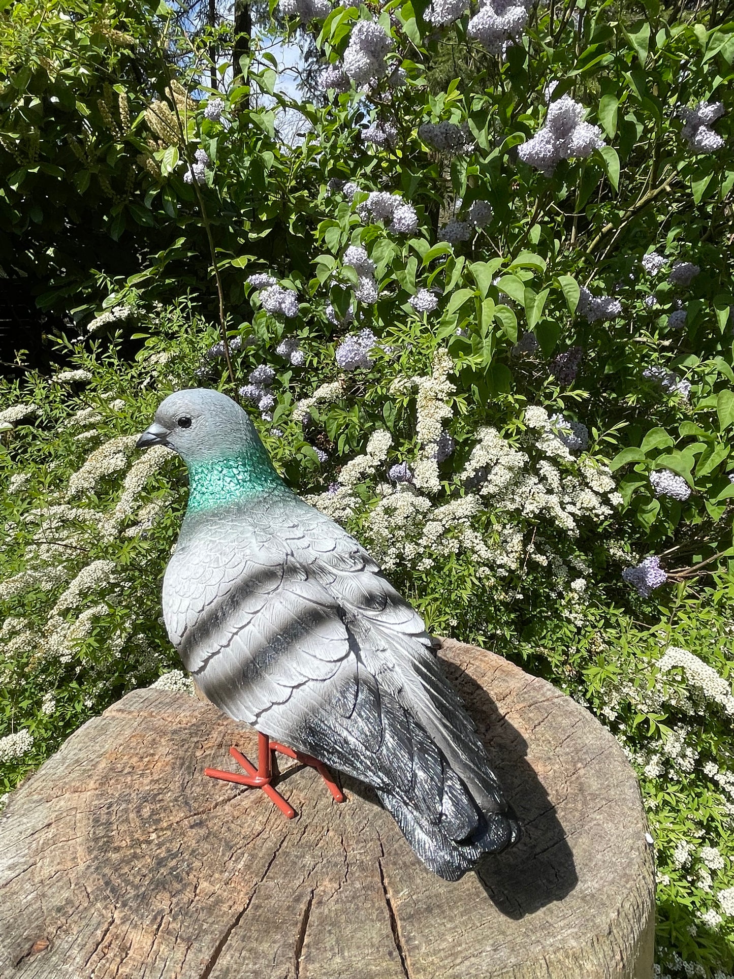 Beeld Postduiven grijs links tuin, vijver, boerderij, dierentuin 26cm