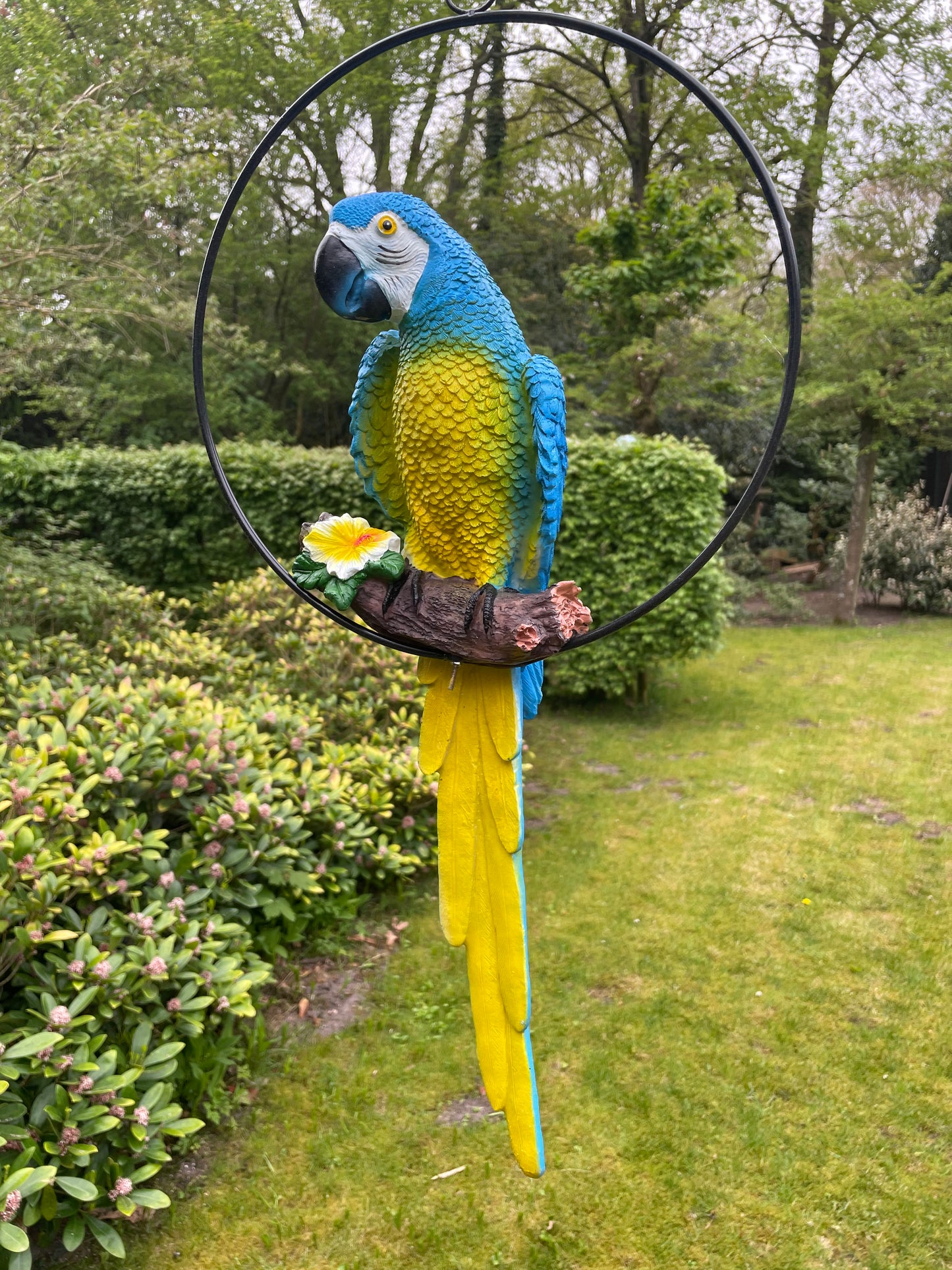 Beeld papegaai Blauw tuin, zwembad, vijver, balkon 50cm