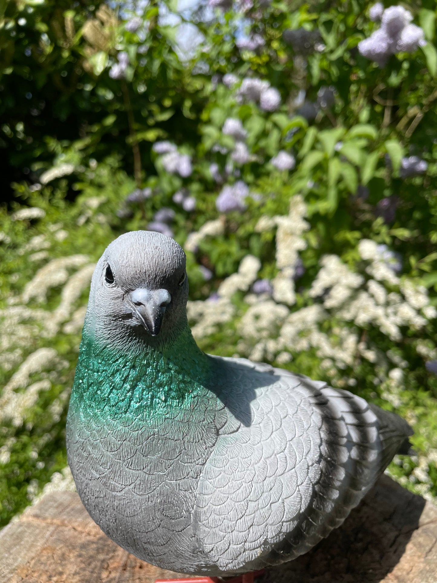 Beeld Postduiven grijs links tuin, vijver, boerderij, dierentuin 26cm
