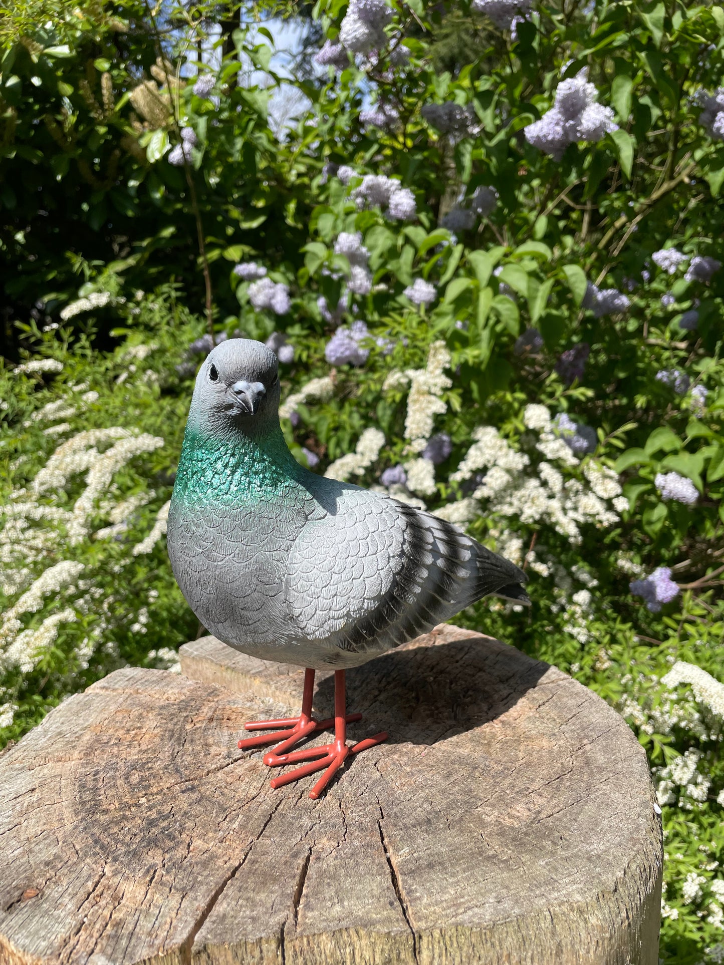 Beeld Postduiven grijs links tuin, vijver, boerderij, dierentuin 26cm