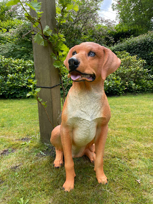 Beeld hond labrador, Golden Retriever donker goud 80cm