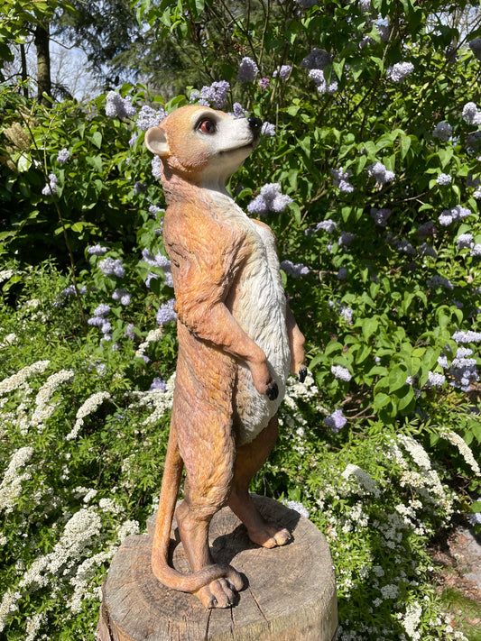 Beeld Stokstaart aap, tuin, vijver, dierentuin 62cm