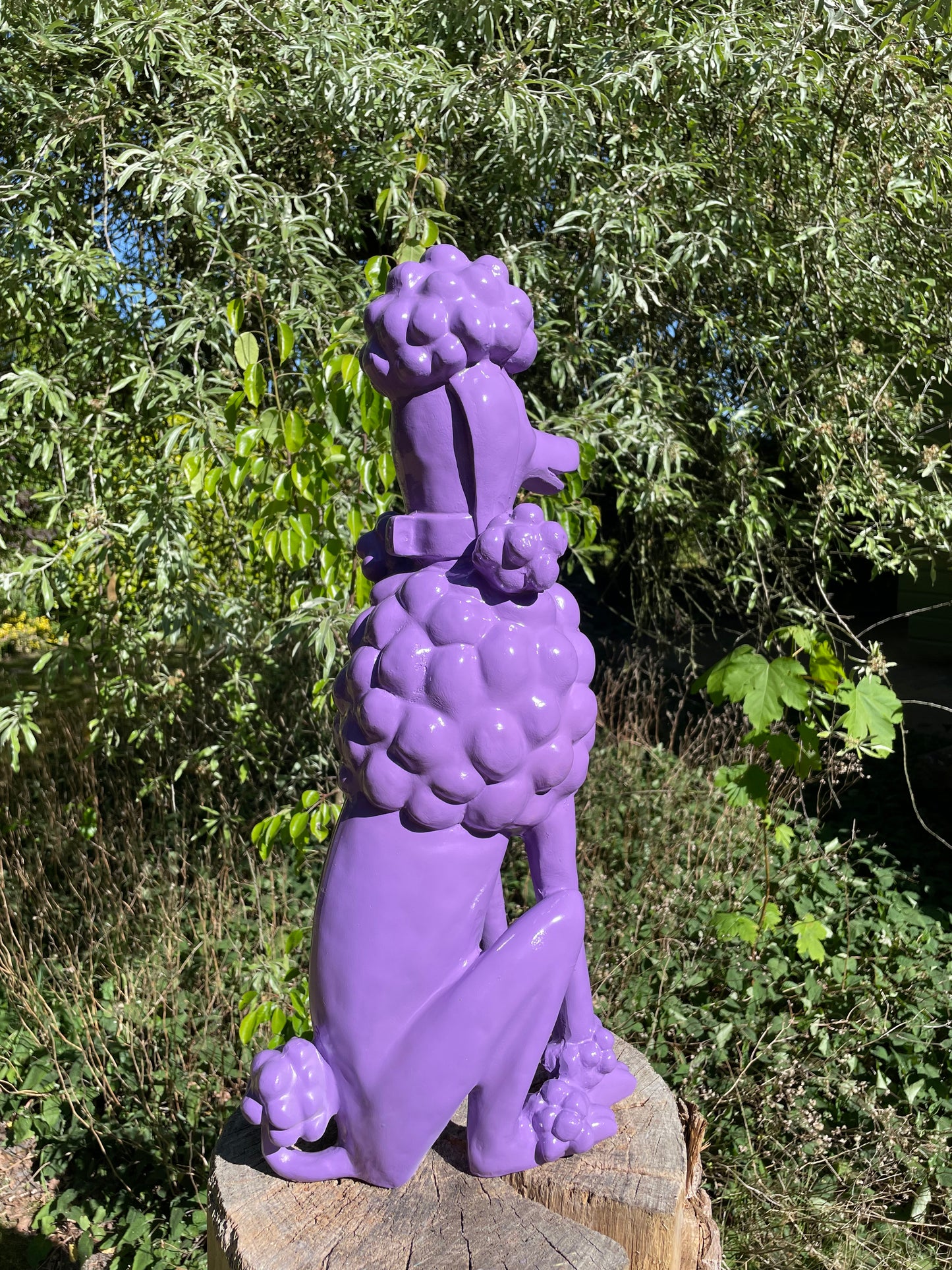 hond poedel Paars abstract, tuin, gazon  60cm