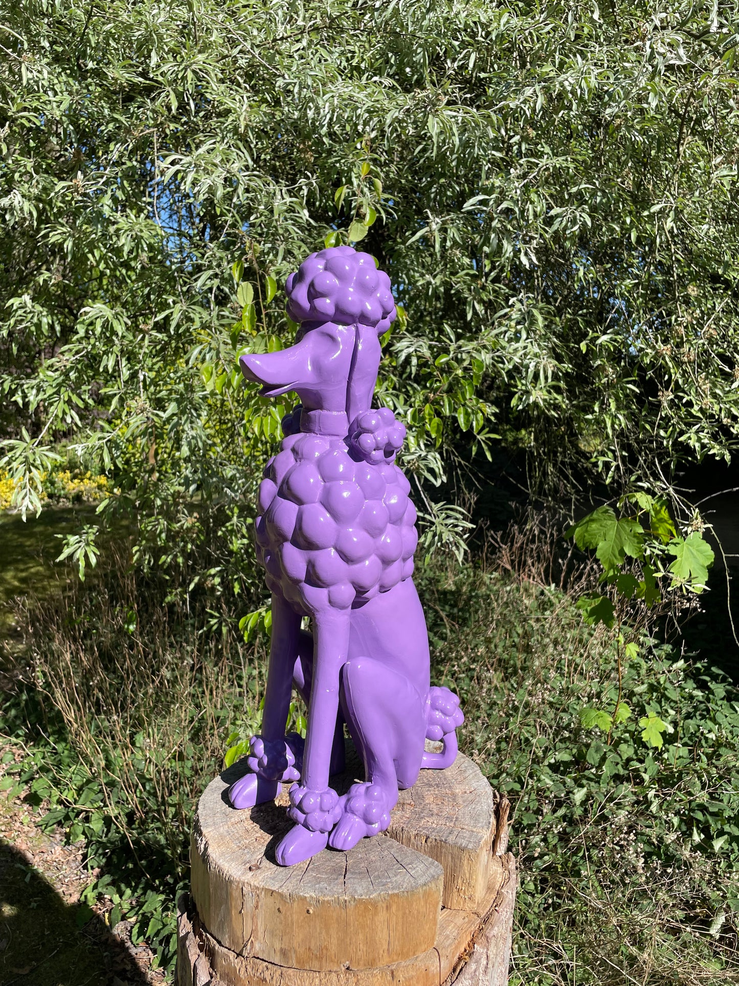 hond poedel Paars abstract, tuin, gazon  60cm